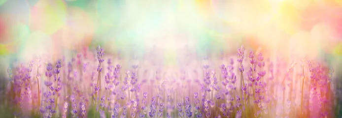 Wandcirkels plexiglas Lavender flower, beautiful lavender flowers in garden © PhotoIris2021