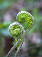 Cinnamon Fern Macro Shot