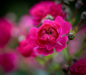 Bright Pink Rambler Roses