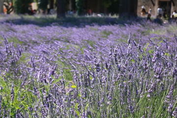 Naklejka premium Lavender field in France