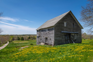 Obraz premium Old Gray Barn and Dandelions in Maine