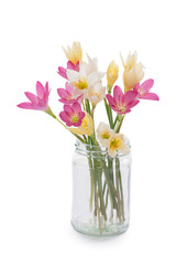Naklejka na ściany i meble multicolored rain lily flowers in vase glass on and white background