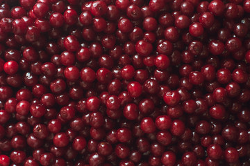 Lots of cherries on the table. Red berries cherries. Cherry background
