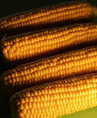 organic and fresh corns on green background