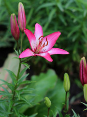 Obraz premium Lilies ,Lilium speciosum, in bloom 