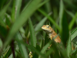 brown chameleon on tree in the garden at Thailand