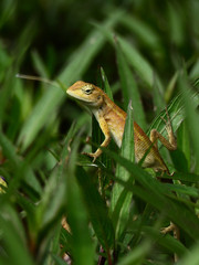 brown chameleon on tree in the garden at Thailand