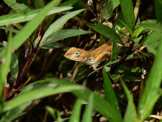 brown chameleon on tree in the garden at Thailand