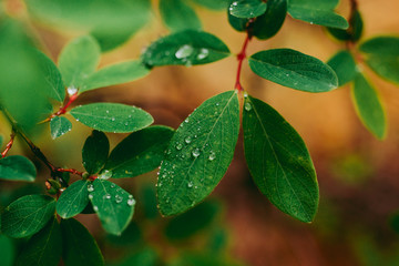 Leaves after a rain