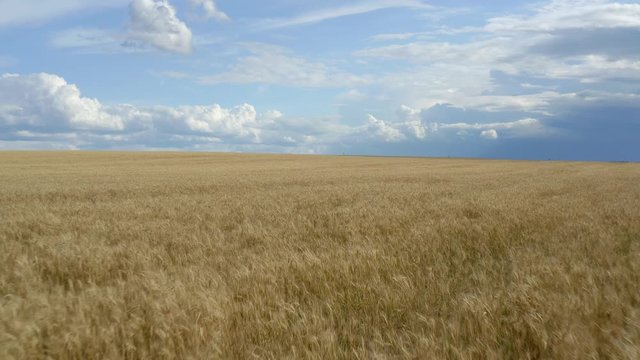 Aerial shot of golden rye field. Cereal harvest concept.
