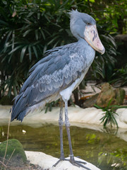 Shoebill, Shoe-billed stork (whale-headed stork)