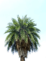 palm tree with blue sky background