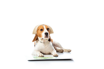 cute beagle dog in hat lying near map and looking at camera on white