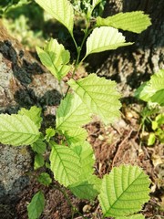 green leaves of a tree