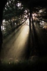 Fototapeta premium Light 