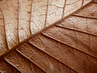 brown leaf texture