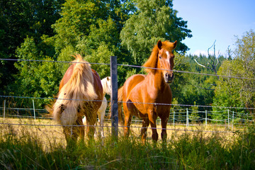Naklejka na ściany i meble Two Iceland horses on a pasture in Bavaria, Germany