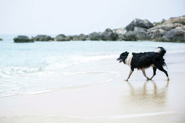 Black and White Border Collie on a Sand Beach. Dog running to the water.