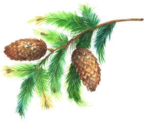 Pine tree branch with cones
