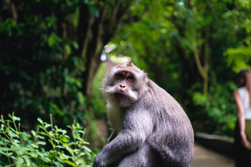 Monkeys of Bali