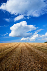 Fototapeta premium stubbelfield after harvest on sunny day
