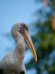Painted Stork in South East Asia