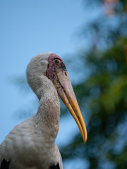 Painted Stork in South East Asia