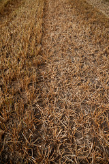 stubbelfield after harvest on sunny day
