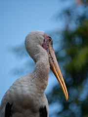 Painted Stork in South East Asia