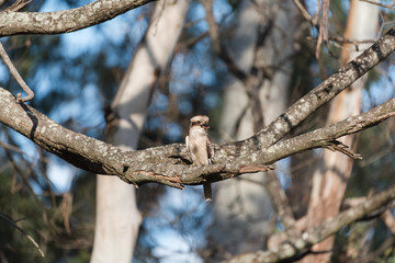kookaburra bird on branch