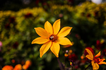 gardens of packwood house warwickshire england uk