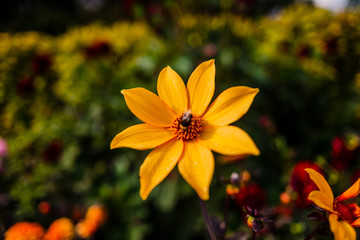 gardens of packwood house warwickshire england uk