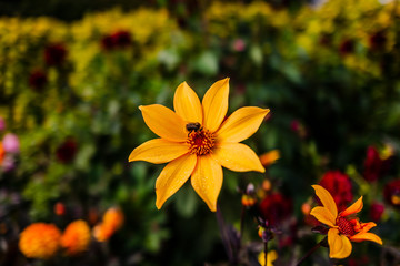 gardens of packwood house warwickshire england uk