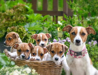 Hübsche Jack Russel Hündin sitzt im blühenden Garten neben sich ihre fünf Welpen, die in einem Korb sitzen. - 281609122