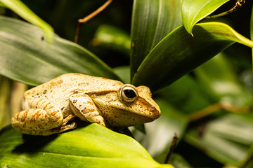 Frosch