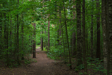 Obraz premium Trail in the deep forest. It's getting dark.