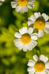 Chamomile in the sun. Summer evening.