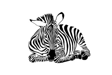 Graphical zebra sitting isolated on white background,vector illustration,sketch