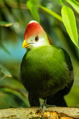 Vogel