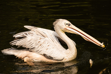 Pelikan