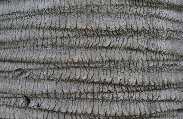 Tree bark closeup. Texture and the texture of the bark.