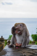 Frustrated Monkey in Bali