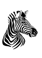 Graphical portrait of  zebra  isolated on white background,vector illustration,sketch