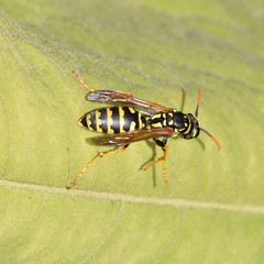 Wespe, Hausfeldwespe, Polistes dominula, Vespidae, Faltenwespe, Polistinae, Insekt, Tier, Makro