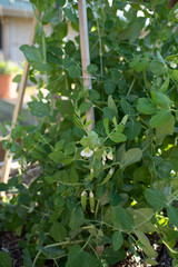 Snow peas young plants in greenhouse