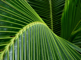 green coconut leaf texture