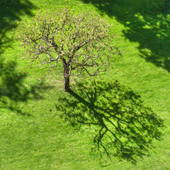 Tree with abstract shadow on grass