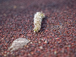willow earring on earth on a clear day, Russia.