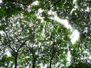 under the tree with green leaf in the forest