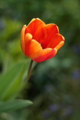 red tulip in garden (green grass in the background around)